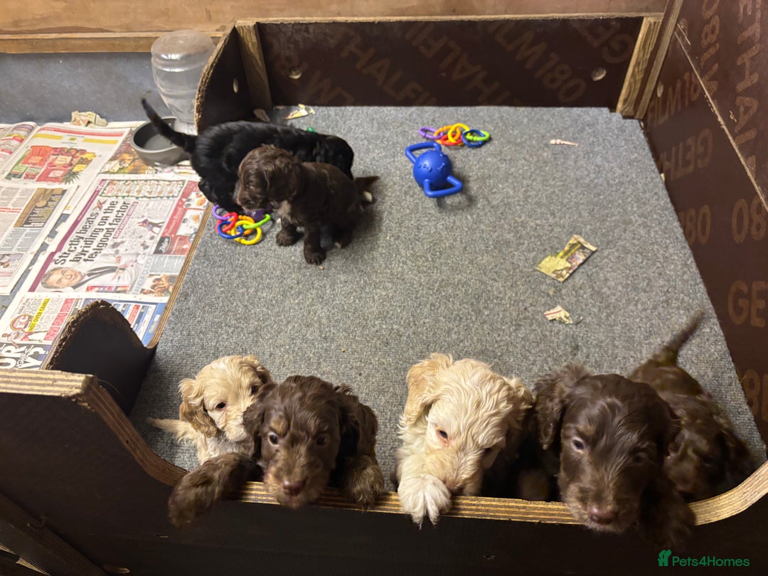 Cockapoo dogs for sale: Gorgeous Cockapoo puppies  - Image 4