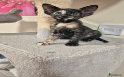 Oriental cats for sale: Oriental and Siamese Gccf registered kittens. - Image 15