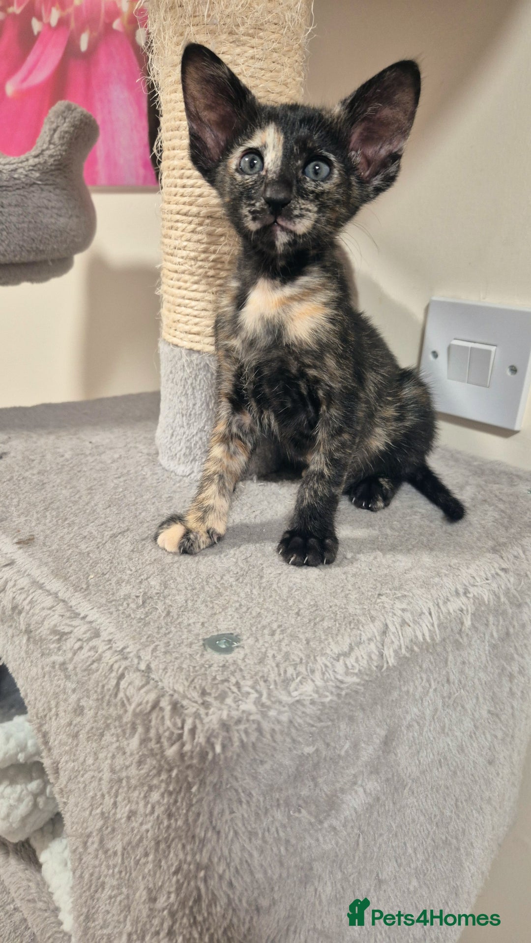 Oriental cats for sale: Oriental and Siamese Gccf registered kittens. - Image 15