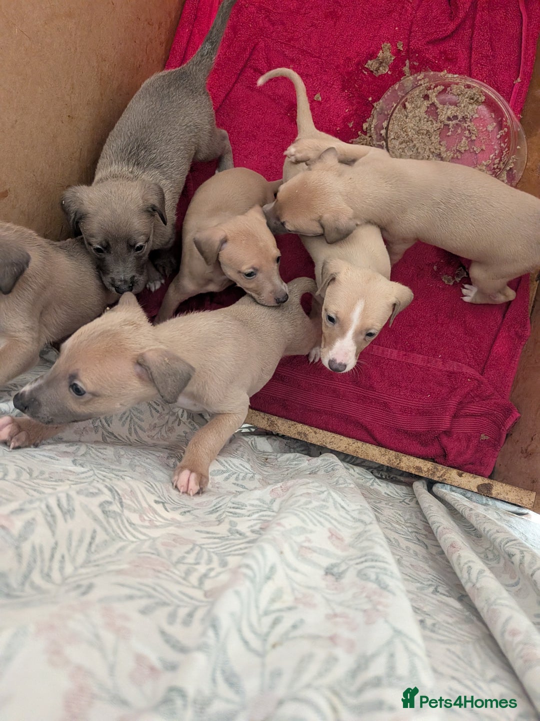 Mixed Breed dogs for sale: Whippet, saluki, pharoe hound puppies - Advert 5