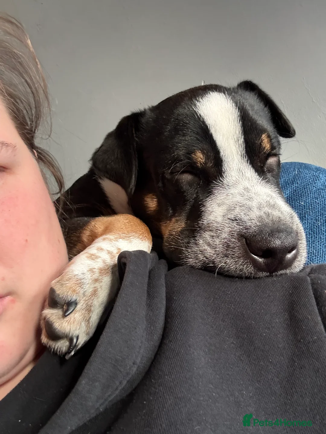 Mixed Breed dogs for sale: Female puppy  - Advert 6