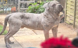 Boxer dogs for sale: Beautiful Boxer cross - Image 14