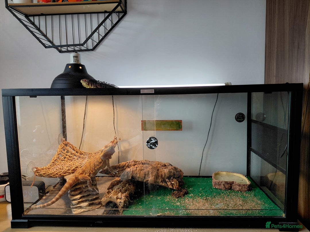 Bearded Dragon reptiles for sale: Beautiful Female Bearded Dragon - Image 3