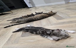 Mixed Breed cats for sale: 5 Beautiful Kittens - Image 11