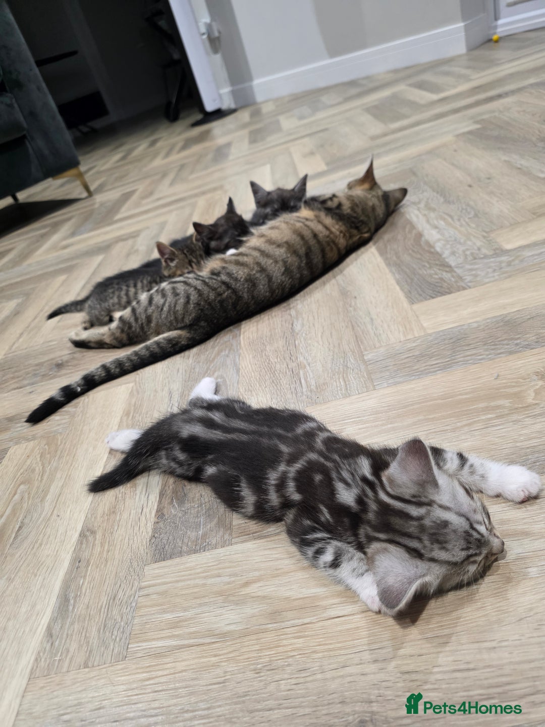 Mixed Breed cats for sale: 5 Beautiful Kittens - Image 11