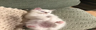 Ragdoll 1