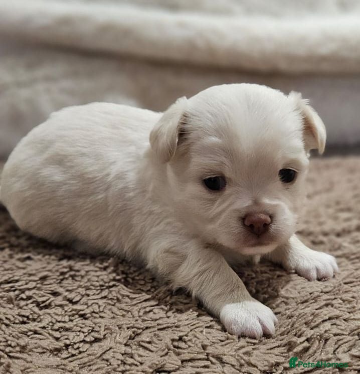 Chihuahua dogs ✨ Long haired Boys from Russian lines ✨ - Advert 14