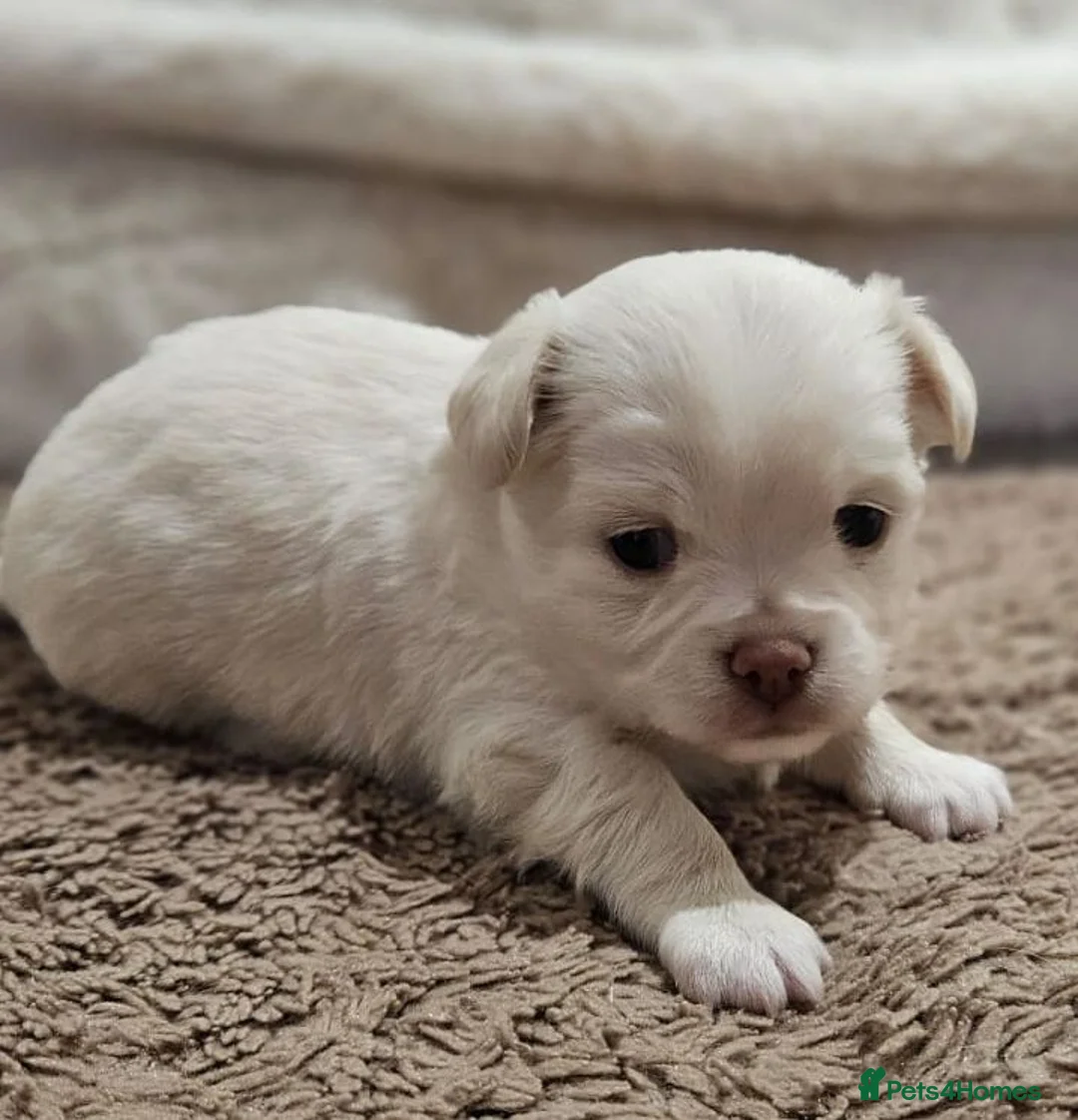 Chihuahua dogs for sale: ✨ Long haired Boys from Russian lines ✨ in Louth - Advert 1