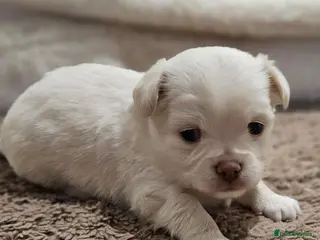 Chihuahua dogs ✨ Long haired Boys from Russian lines ✨ - Advert 14