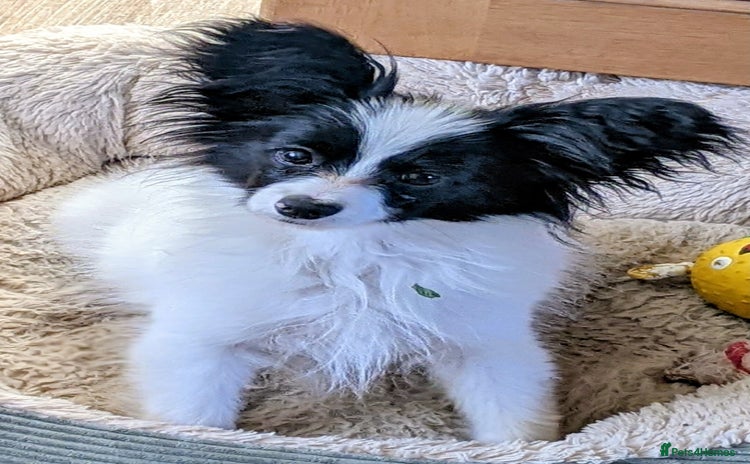 Papillon dogs Papillon boy available  - Advert 1