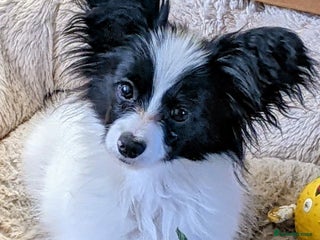 Papillon dogs Papillon boy available - Advert 5
