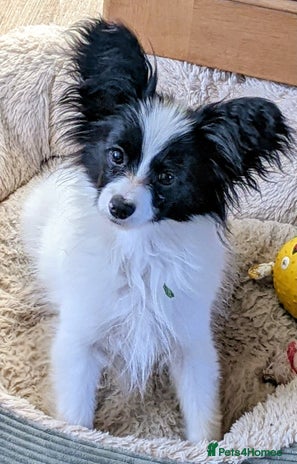 Papillon dogs Papillon boy available - Advert 1