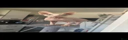 Sphynx cats for sale: 10-month old Sphinx male in Shaftesbury - Advert 6