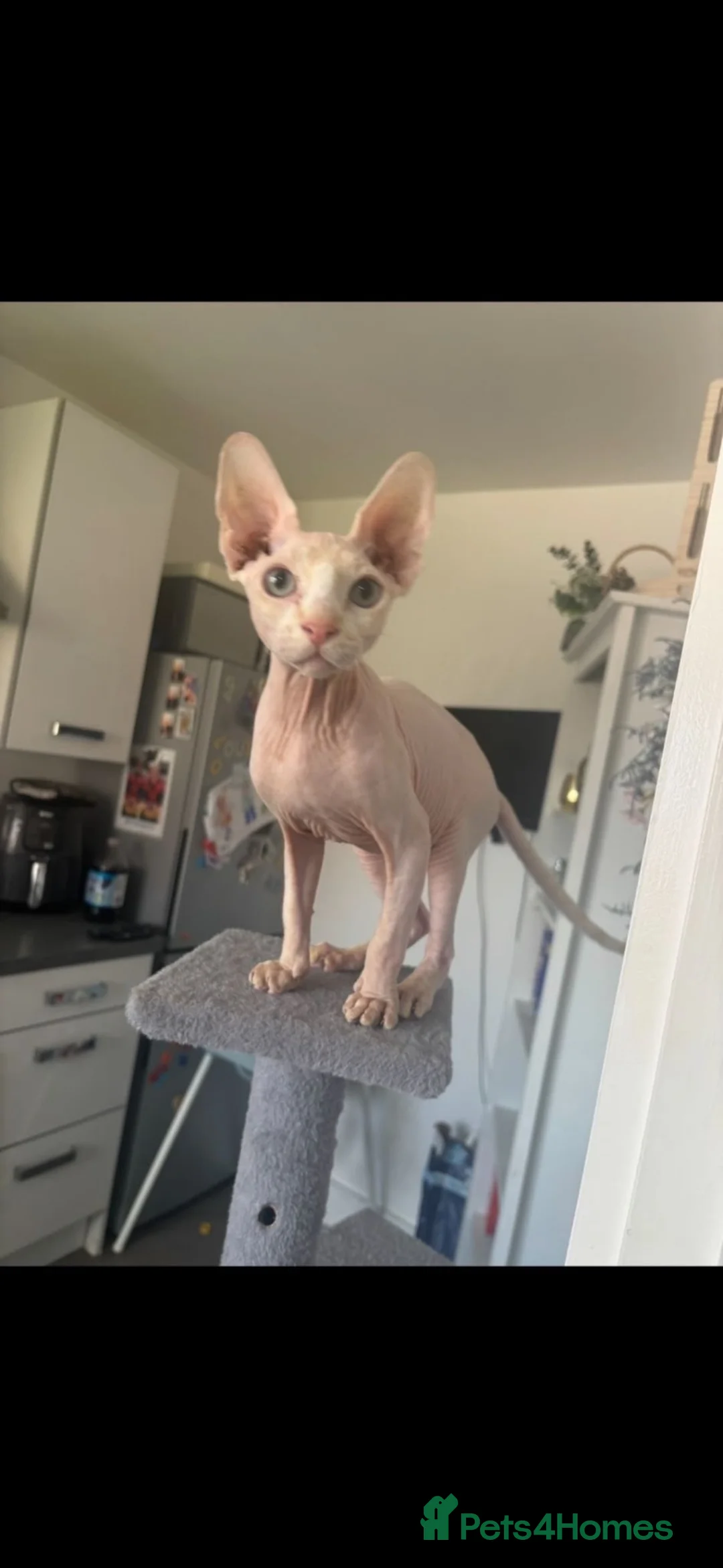 Sphynx cats for sale: 10-month old Sphinx male in Shaftesbury - Advert 6