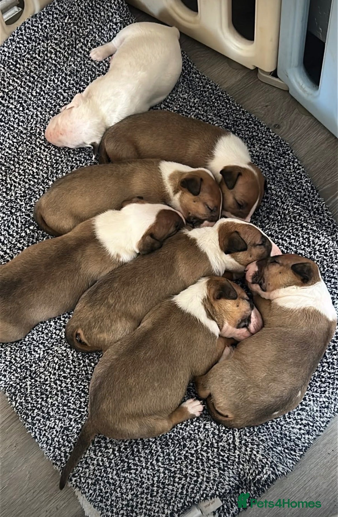 Bull Terrier dogs English bullterrier puppies  - Advert 1