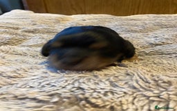 Cockapoo dogs for sale: Stunning Litter of Phantom F1 Cockapoo Puppies - Image 13