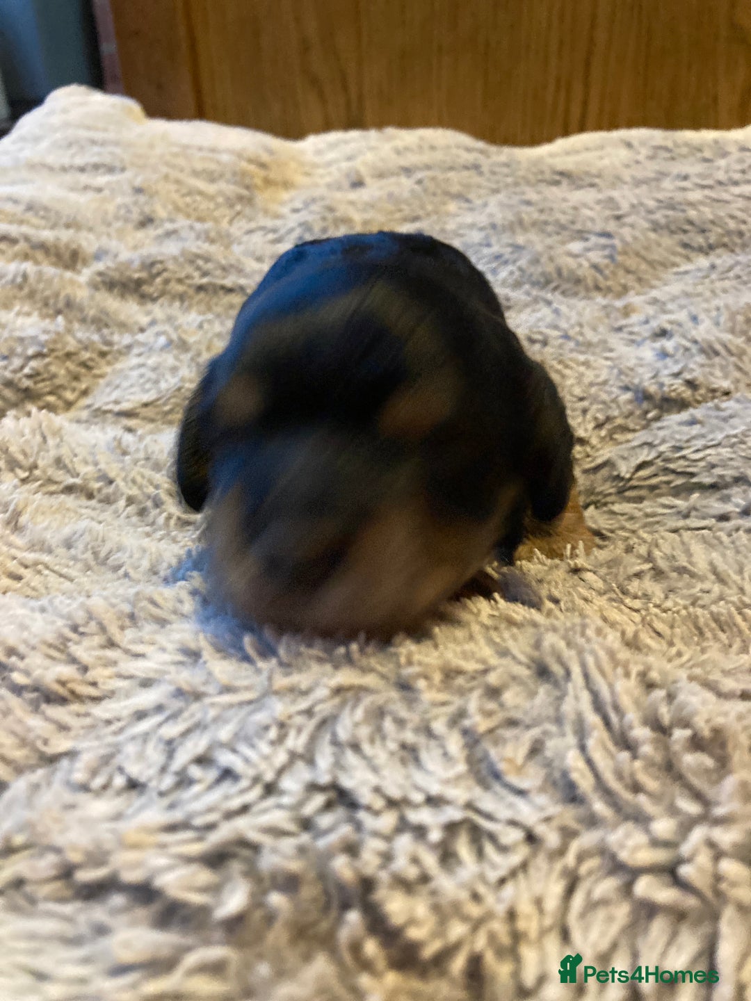 Cockapoo dogs for sale: Stunning Litter of Phantom F1 Cockapoo Puppies - Image 13