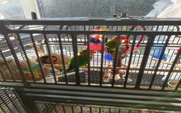 Lovebirds birds for sale: Lovebirds  - Image 9