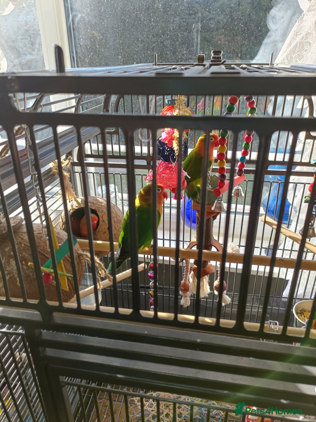 Lovebirds birds for sale: Lovebirds  - Image 9