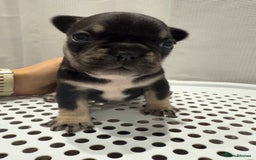 French Bulldog dogs for sale: French Bulldog Puppies – Beautiful and Home-Raised - Image 9