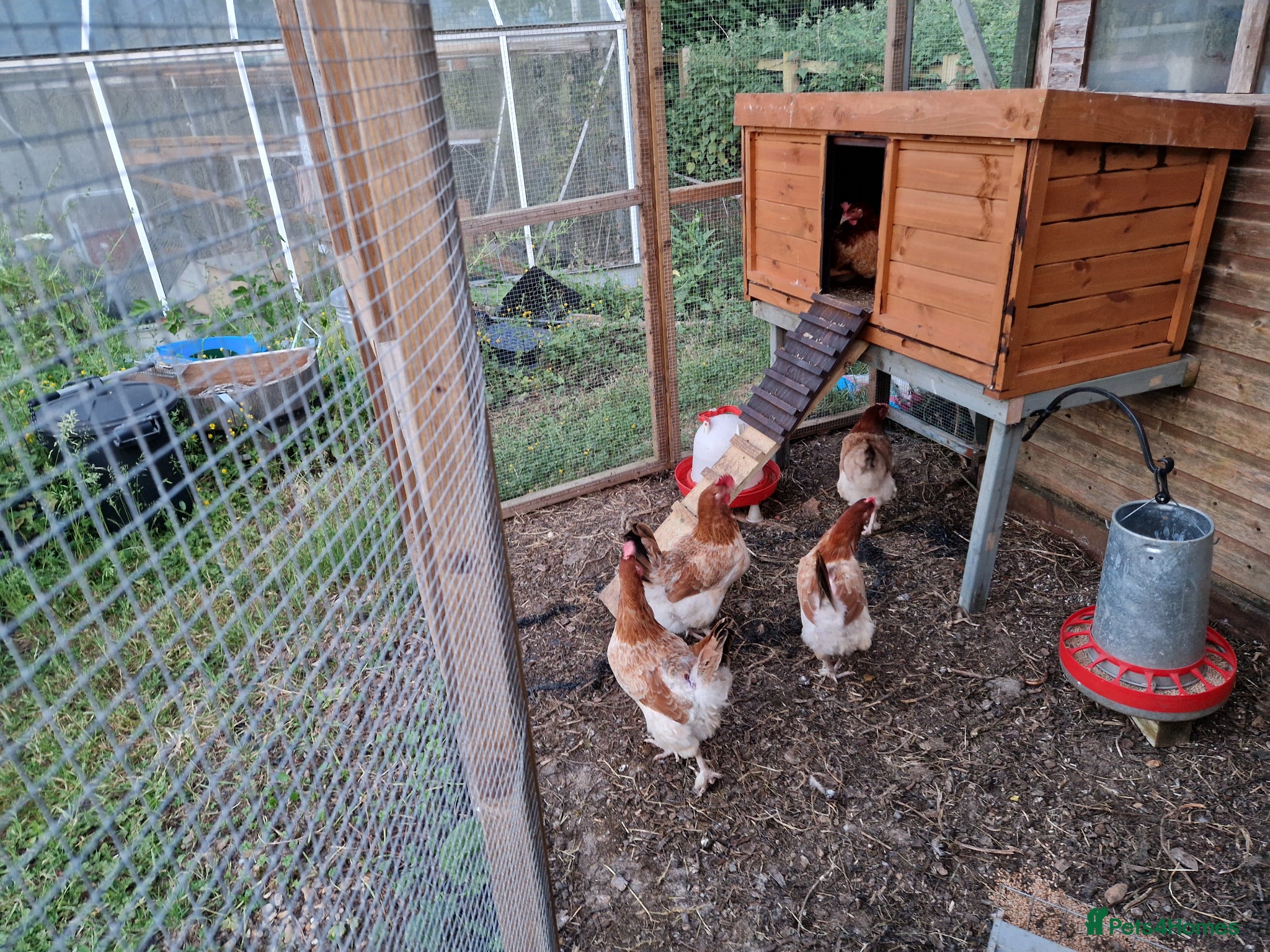 Chickens poultry Wheaton Maran hens for sale  - Advert 1