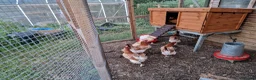Chickens poultry for sale: Wheaton Maran hens for sale  - Advert 1