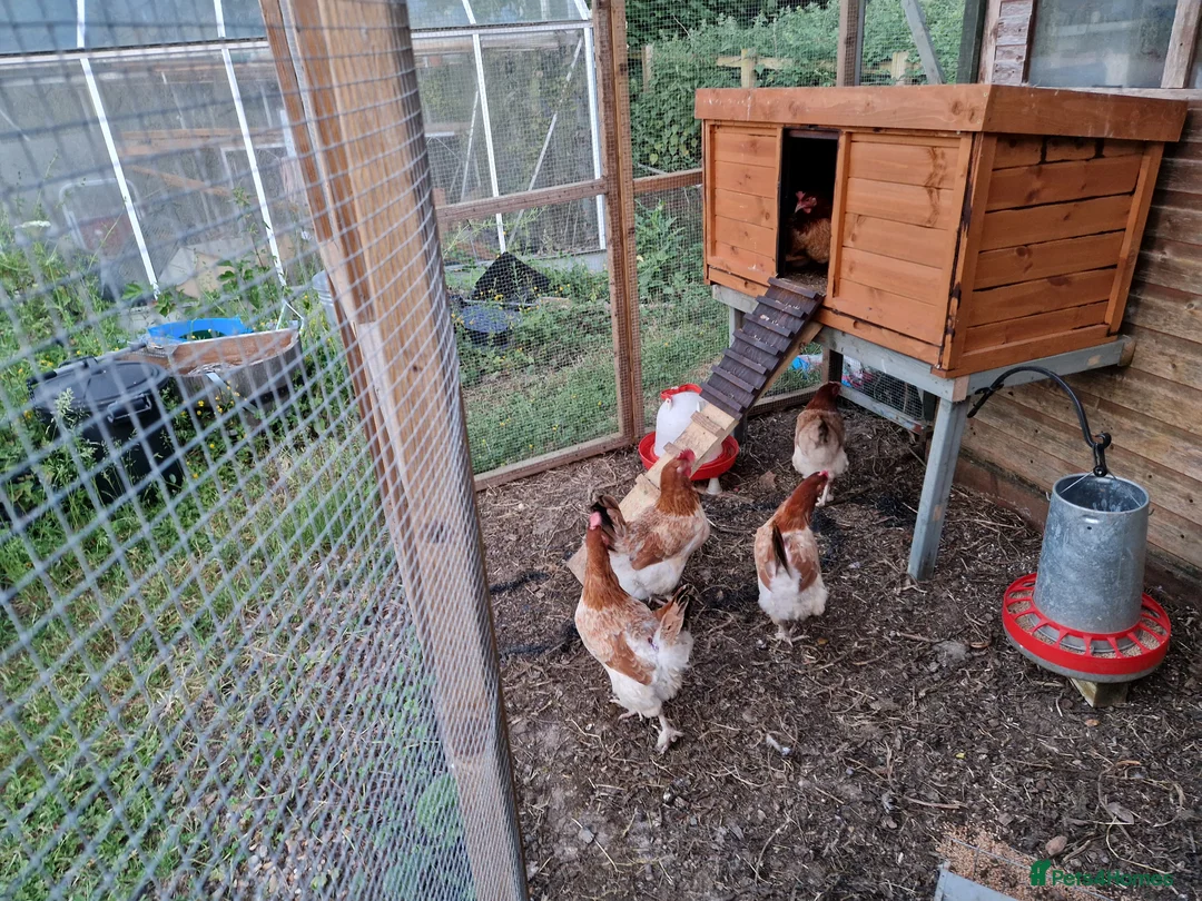 Chickens poultry for sale: Wheaton Maran hens for sale  - Advert 1