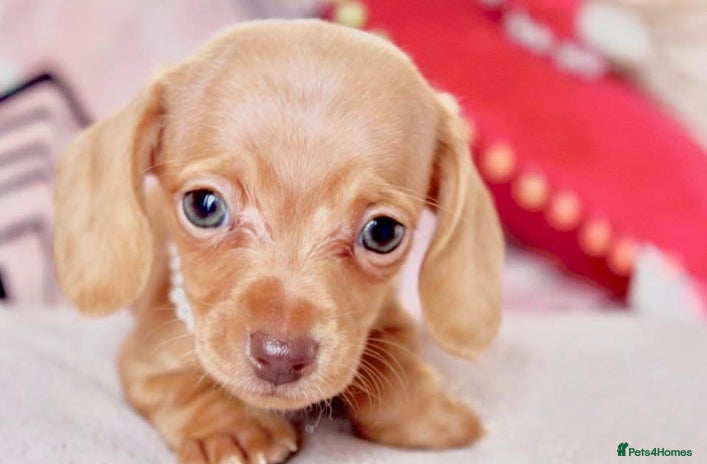 Miniature Dachshund dogs - Advert 1