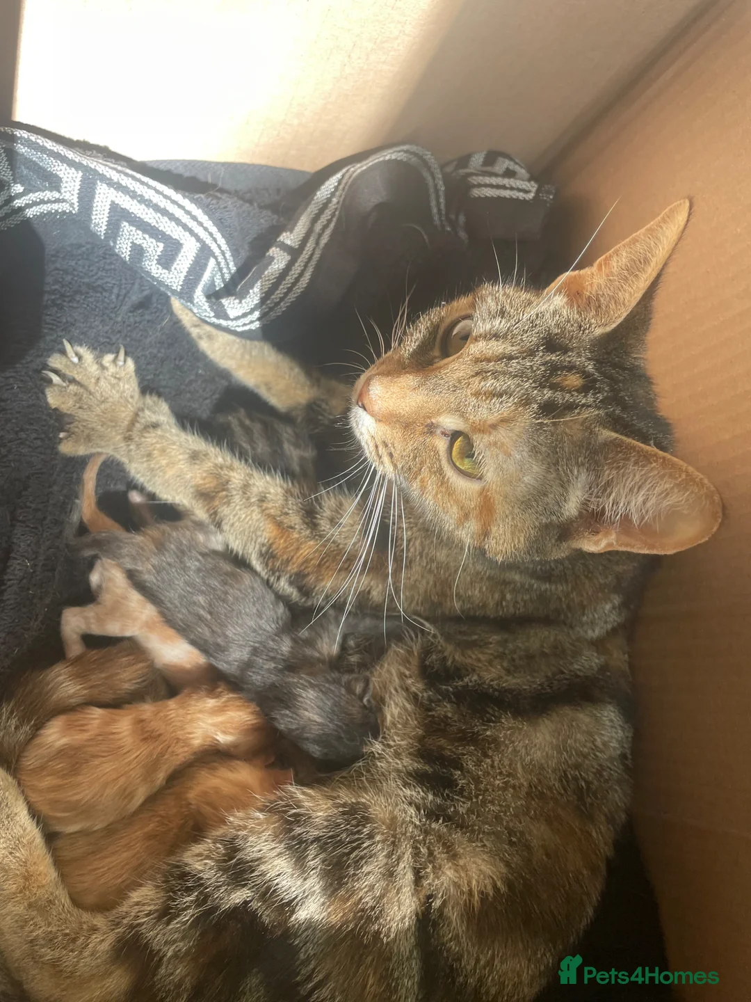 Mixed Breed cats for sale: beautiful ginger mixed kittens in London - Advert 2