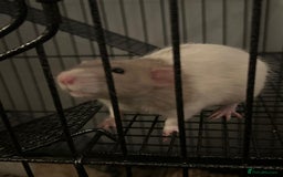 Rat rodents for sale: 2 male rats for sale - Advert 3