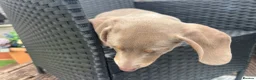 Miniature Dachshund dogs for sale: Beautiful Miniature Dachshund KC Registered  in Brentwood - Advert 12