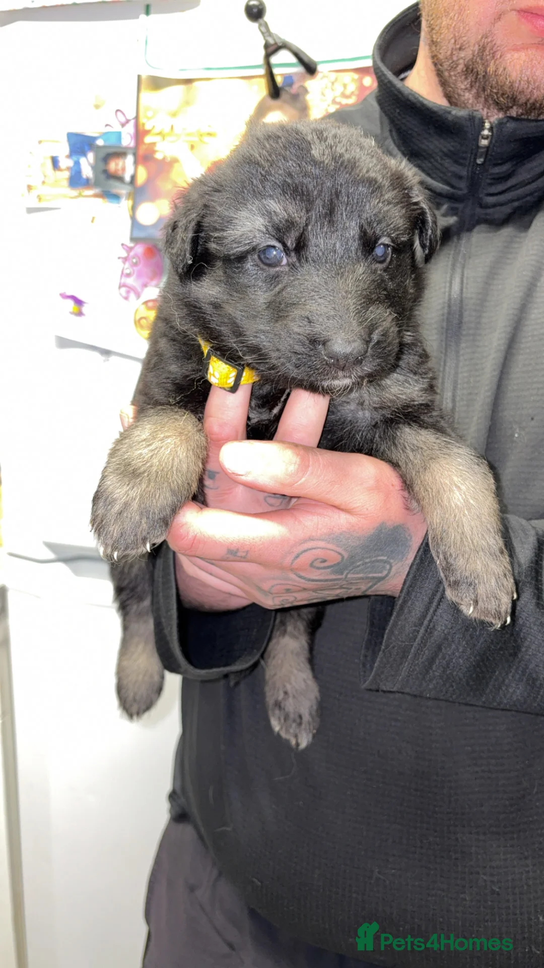 German Shepherd dogs for sale: Kc registered German shepherds  in Barnsley - Advert 23