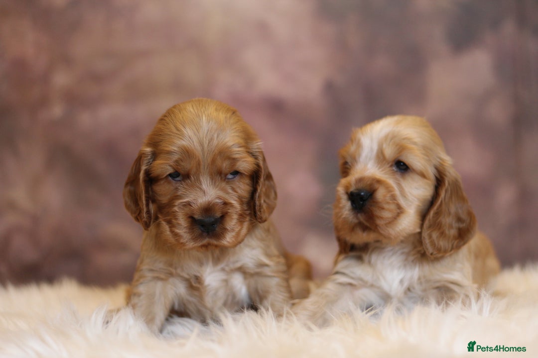 Cocker Spaniel dogs for sale: Rizi-Bizi bred Health tested Show cockers  - Image 18