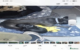 French Bulldog dogs for sale: 4 month old female French bulldog brindle - Image 4