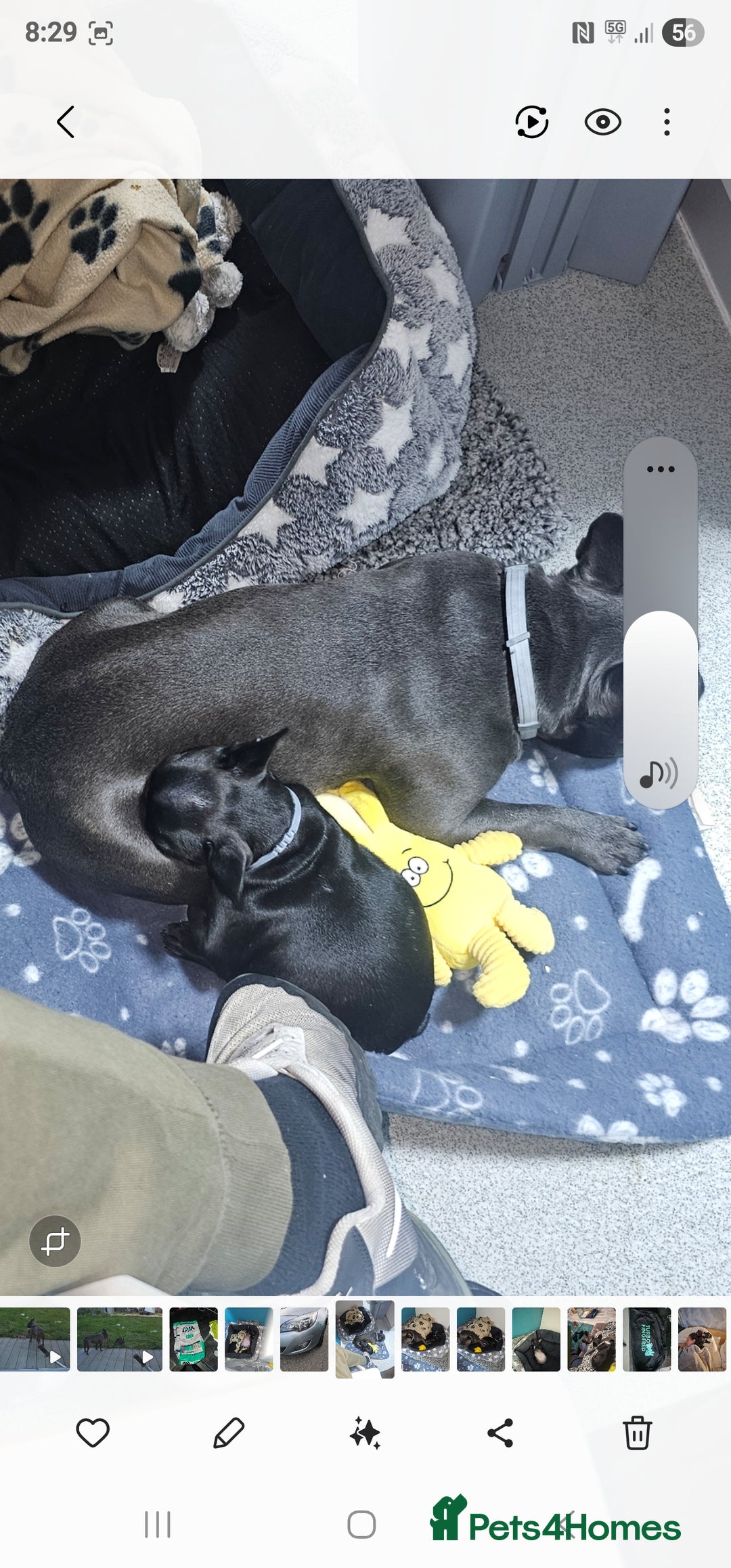 French Bulldog dogs for sale: 4 month old female French bulldog brindle - Image 4
