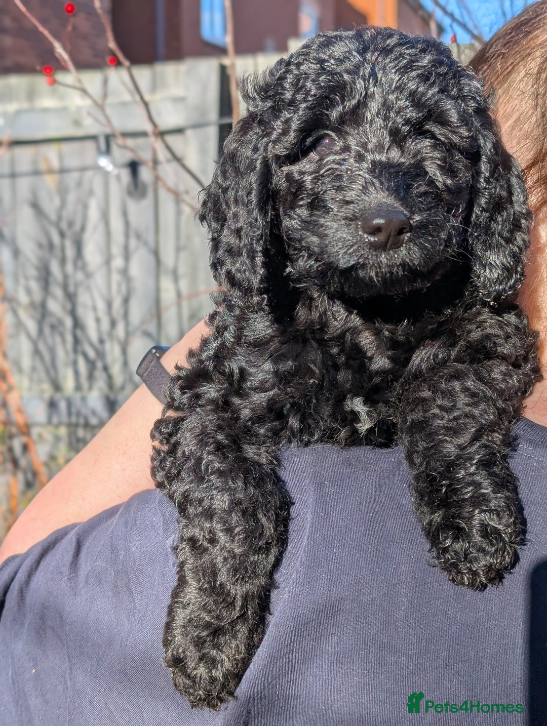 Australian Labradoodle dogs for sale: Ready Now !  Miniature Australian Labradoodles - Image 19