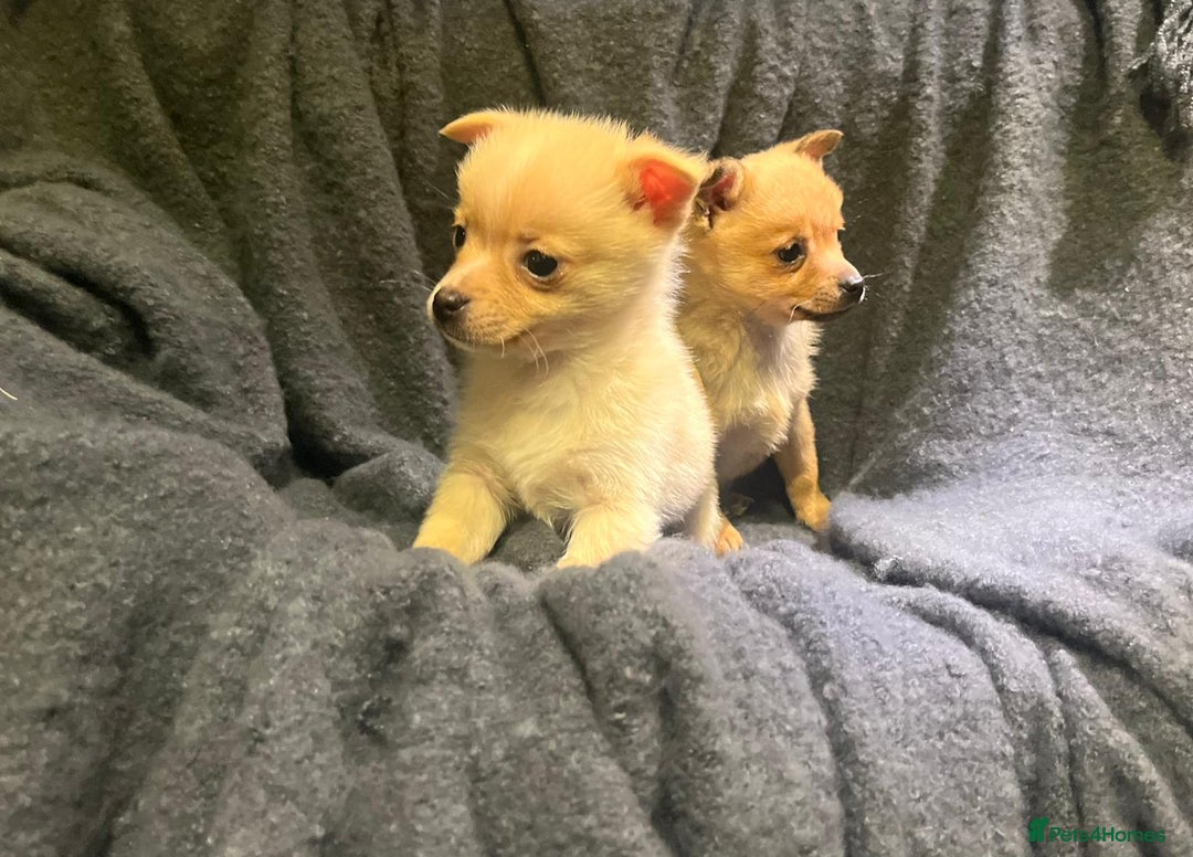 Pomchi dogs for sale: Pomeranian puppy's  - Advert 12