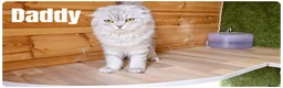 Scottish Fold cats for sale: Beautiful Scottish Fold,British & Munchkin Kittens - Advert 7