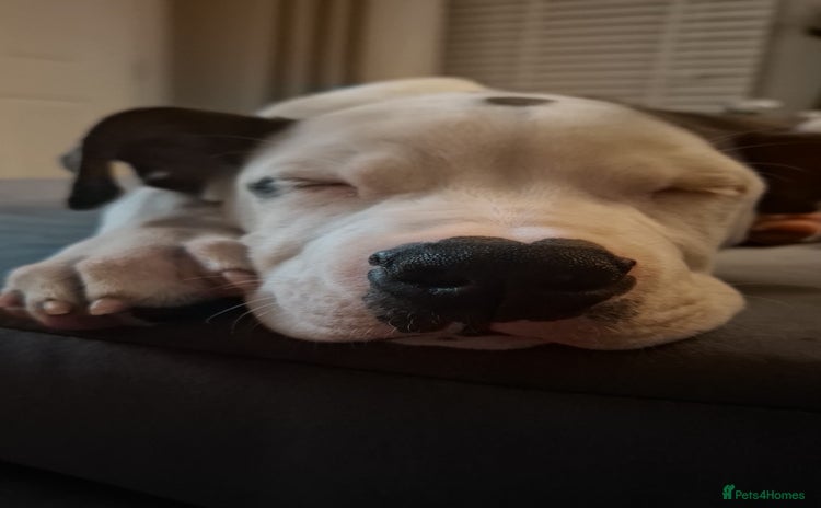 American Bulldog dogs - Advert 1