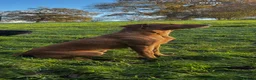 Labrador Retriever dogs for sale: KC Registered Labrador Puppy - Boy - Advert 4
