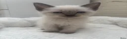 Ragdoll cats for sale: Ragdoll Kittens - Advert 13