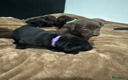 Labrador Retriever dogs for sale: Labrador puppies - Advert 8
