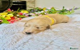 Miniature Dachshund dogs for sale: Cream Litter 5 Star Breeder ⭐️⭐️⭐️⭐️⭐️  - Image 5
