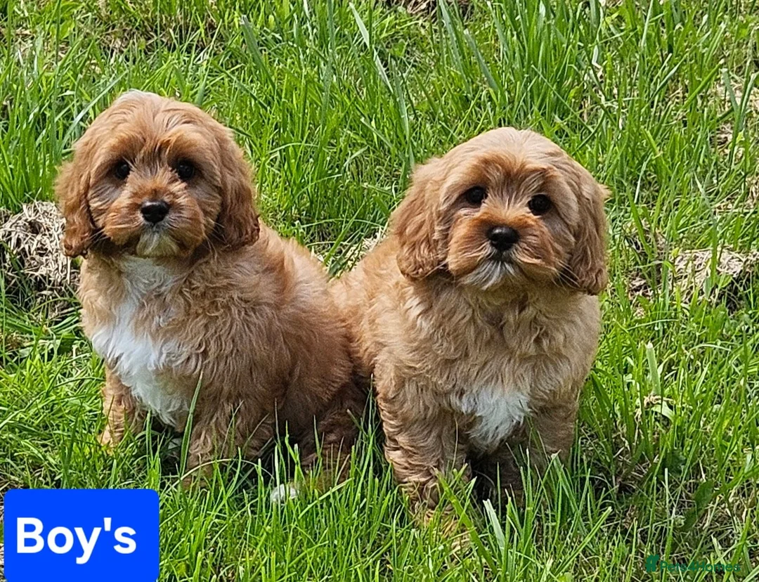 Cavapoo dogs for sale: 2 lovely cavapoo male puppies for sale  in Carmarthen - Advert 1