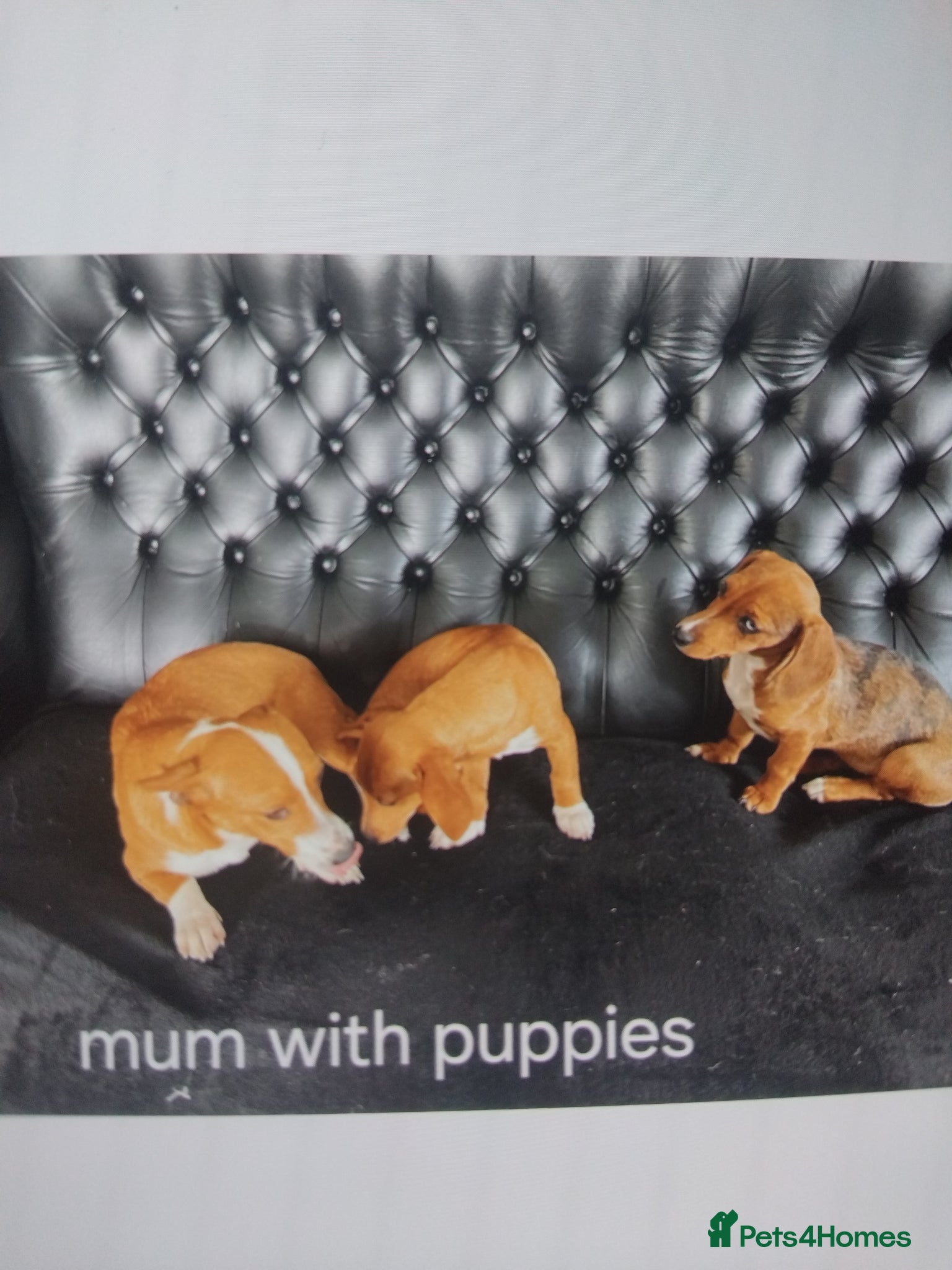 Mixed Breed dogs Miniature jack russel X Miniature dachshund  - Advert 1