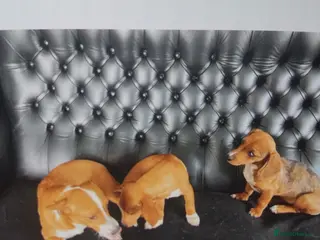 Mixed Breed dogs Miniature jack russel X Miniature dachshund - Advert 1