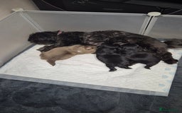 Shih Tzu dogs for sale: Shih Tzu Babies - Advert 5