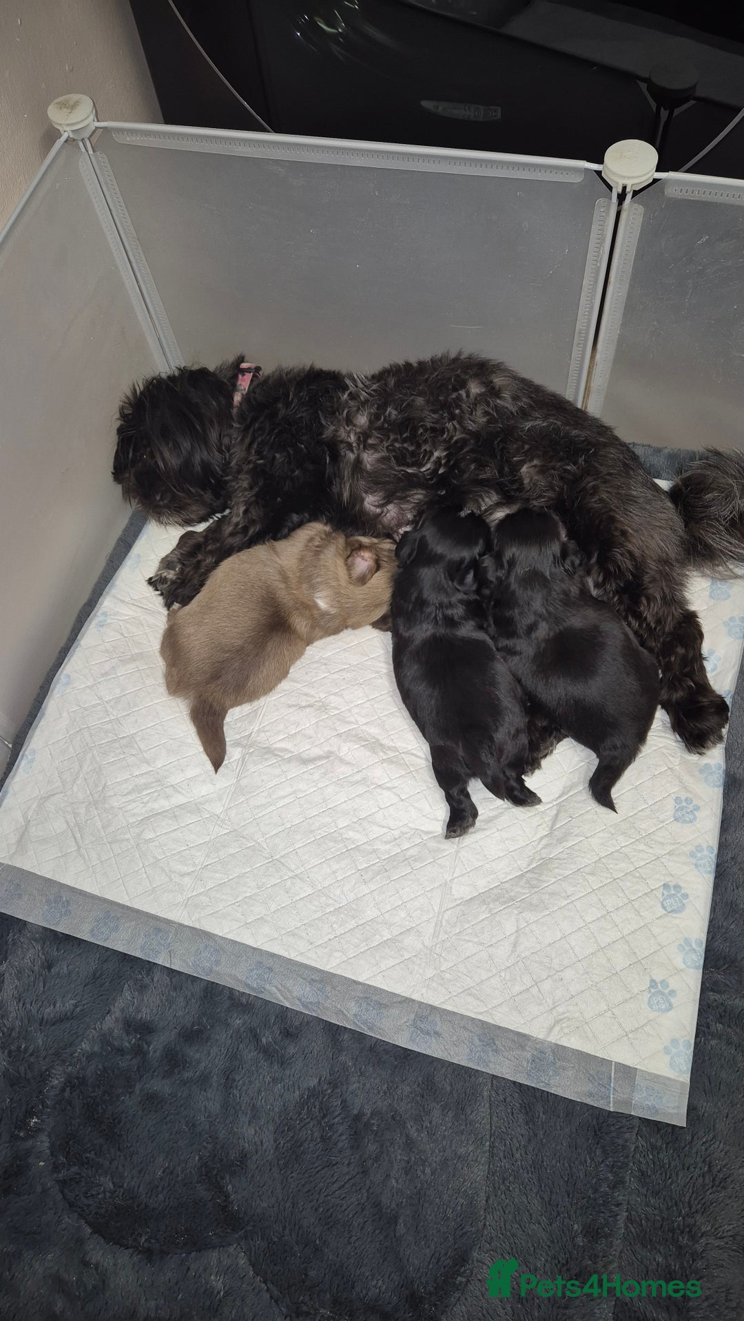 Shih Tzu dogs for sale: Shih Tzu Babies - Advert 5