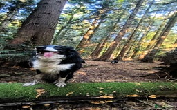 Border Collie dogs for sale: Border Collie Puppies - Image 10