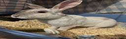 Mixed Breed rabbits for sale: Adult Male rabbit for sale  - Advert 7